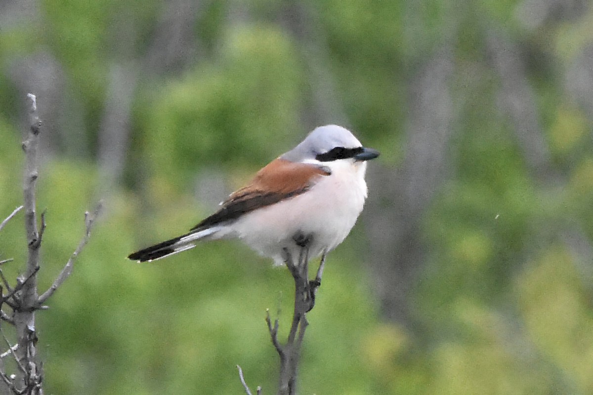 Red-backed Shrike - ML637690325