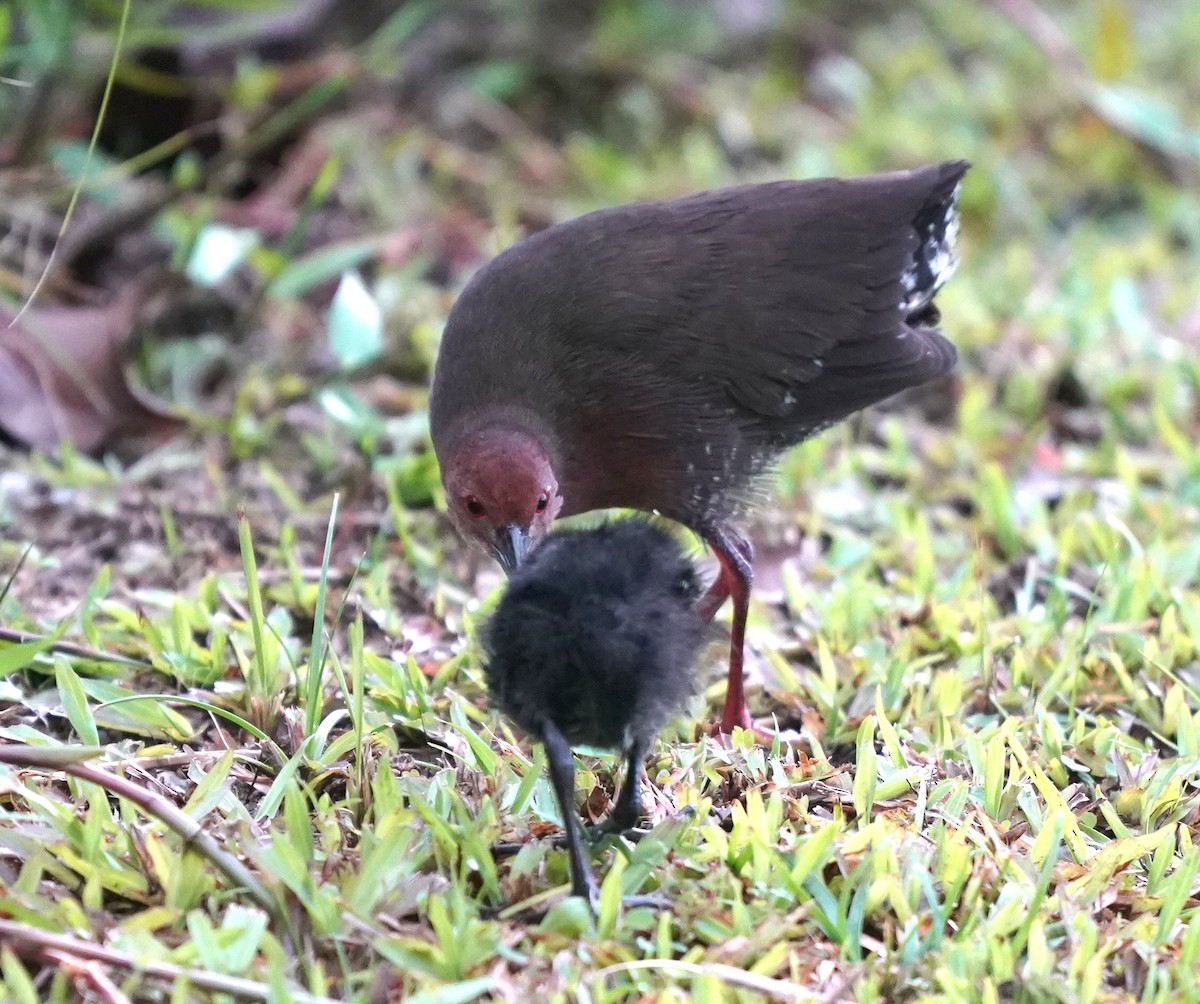 Ruddy-breasted Crake - ML637690339