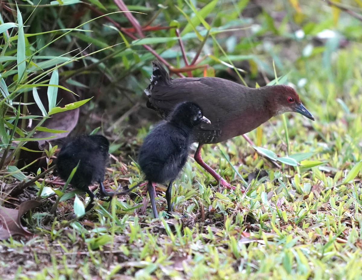 Ruddy-breasted Crake - ML637690340
