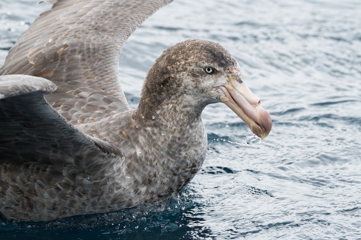 Northern Giant-Petrel - ML637690343