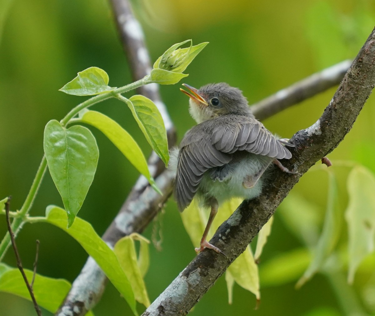 Ashy Tailorbird - ML637690349