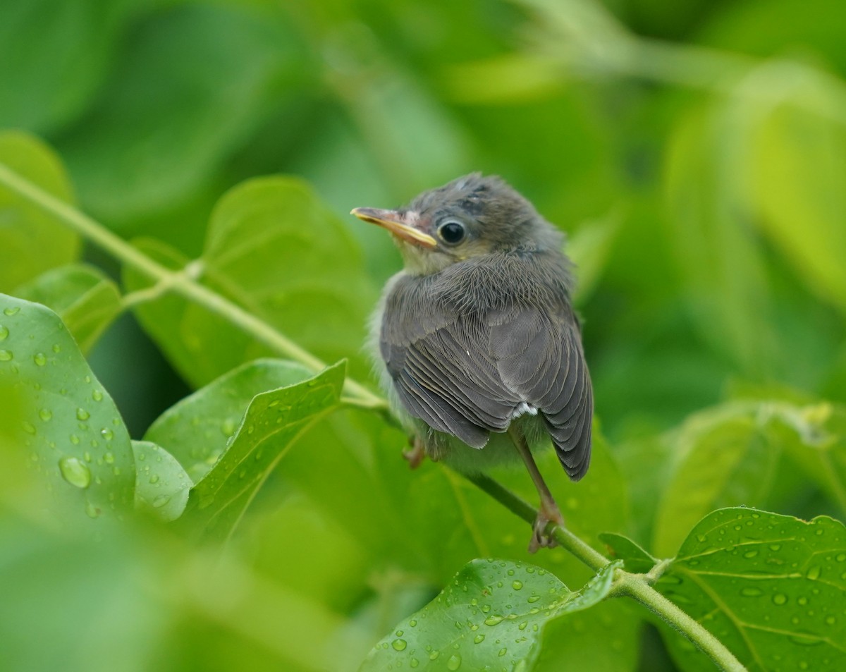 Ashy Tailorbird - ML637690350