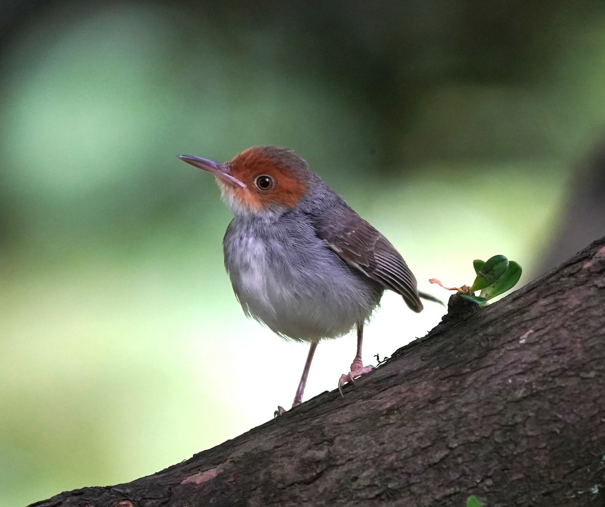 Ashy Tailorbird - ML637690351