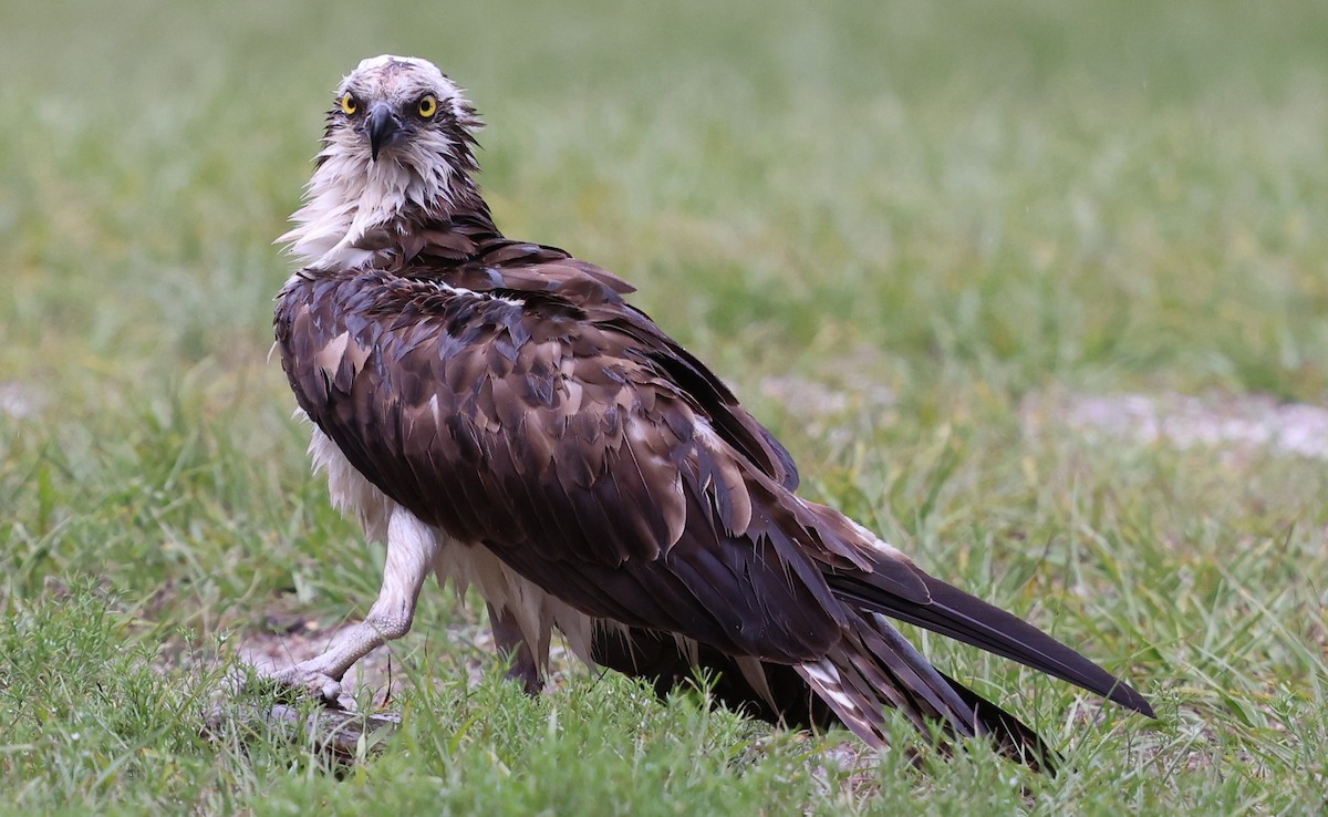 Osprey - ML637690352