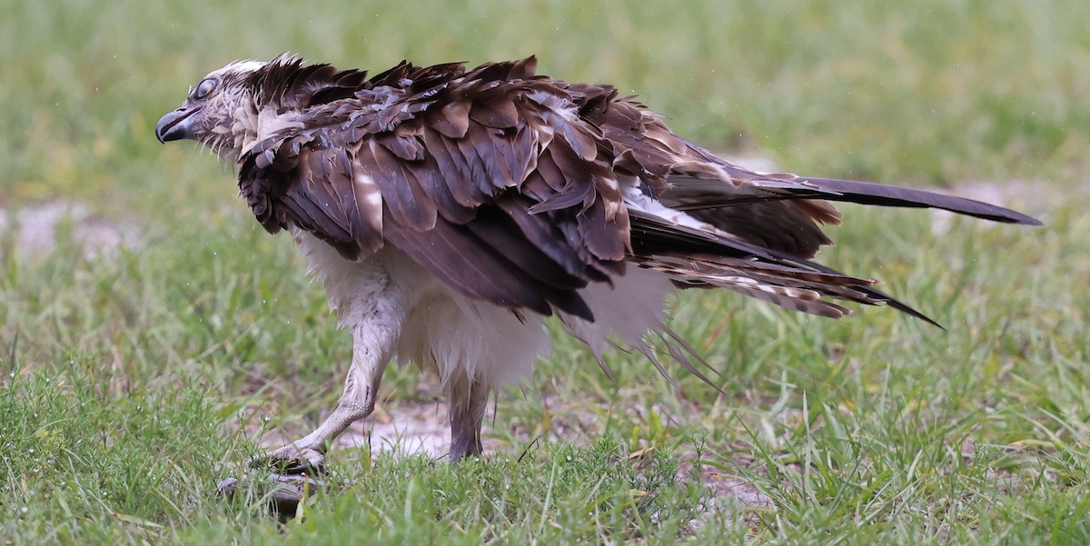 Osprey - ML637690353