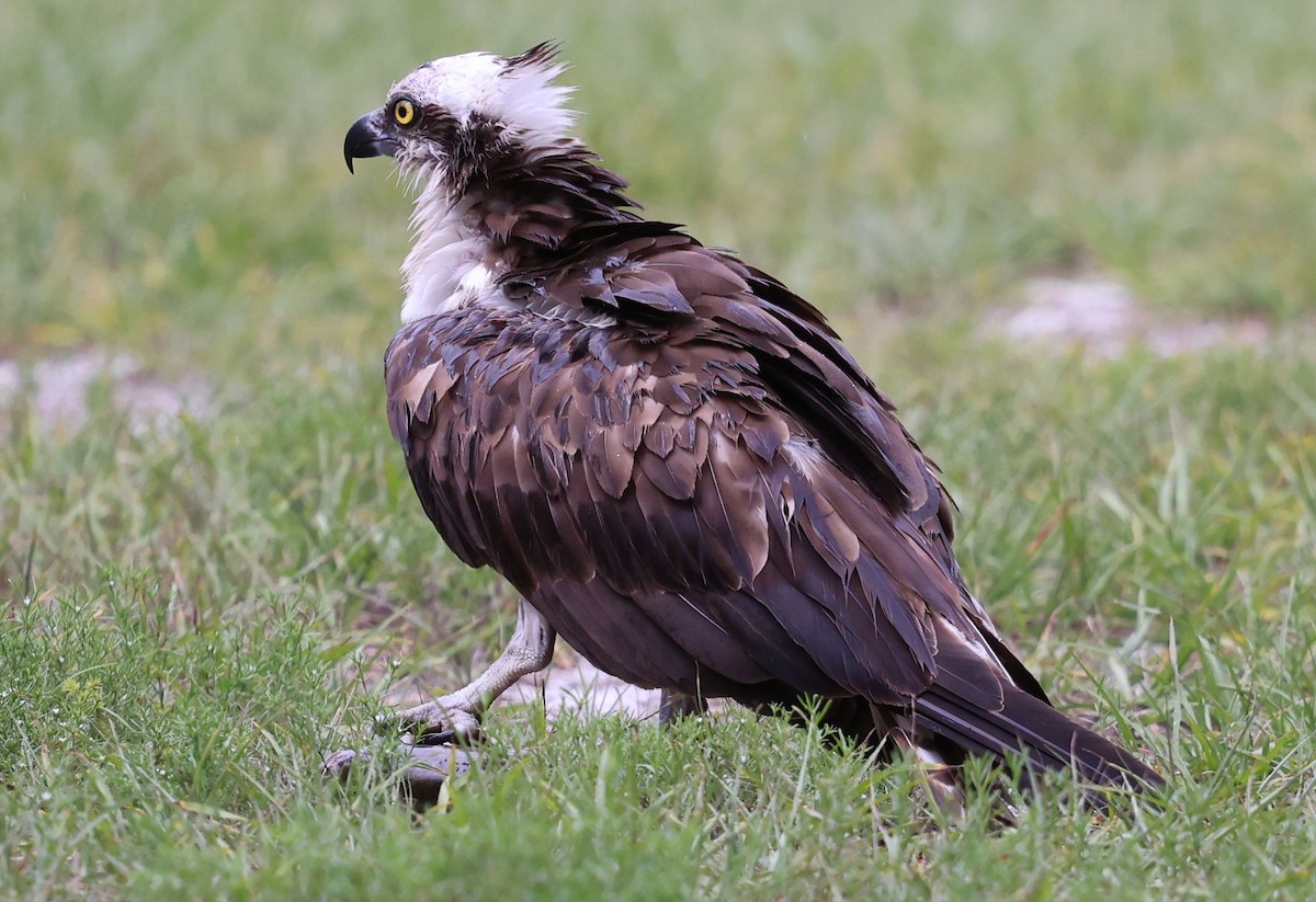 Osprey - ML637690354