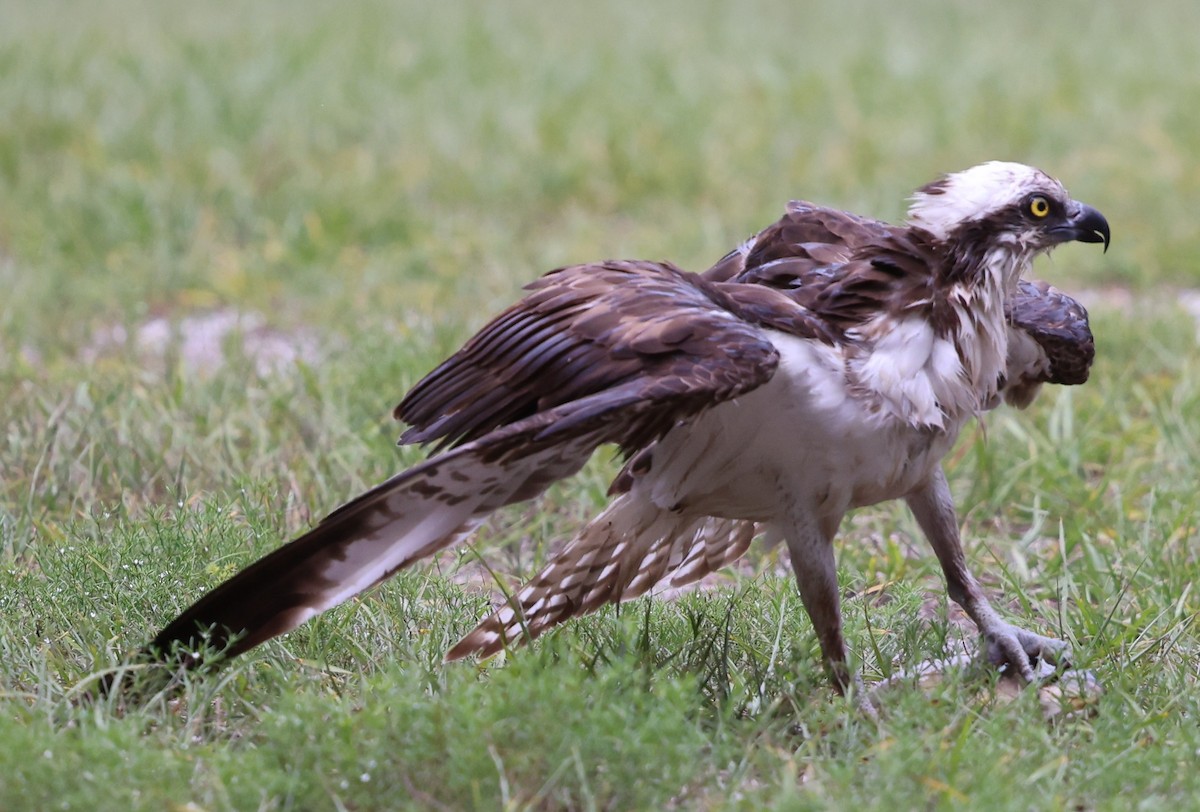 Osprey - ML637690355