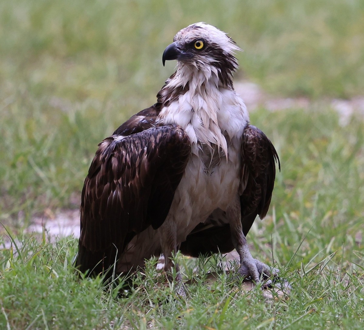 Osprey - ML637690356