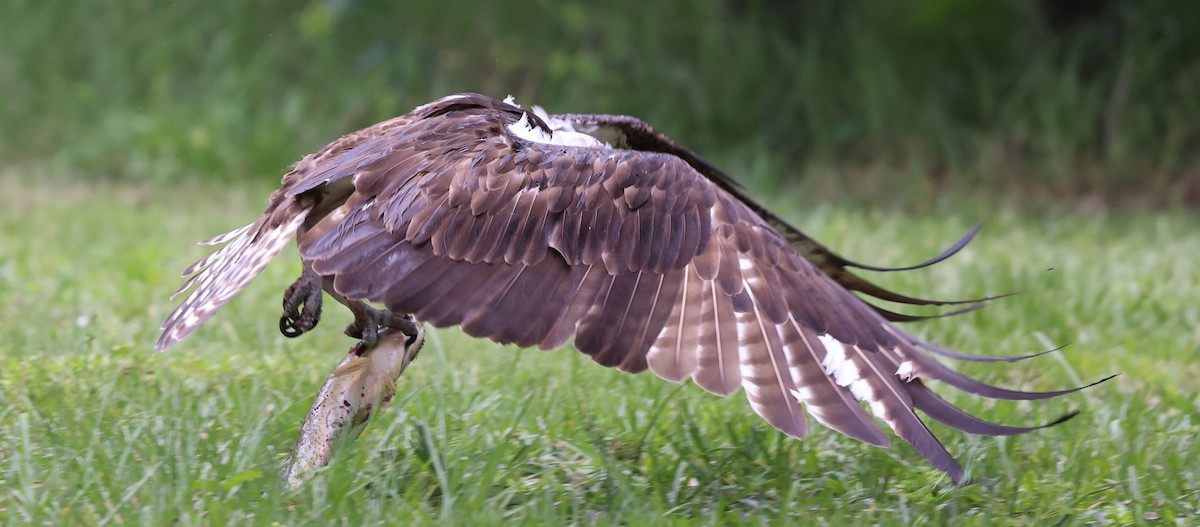 Osprey - ML637690357
