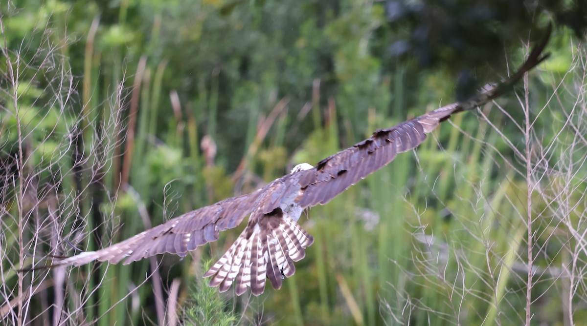 Osprey - ML637690358