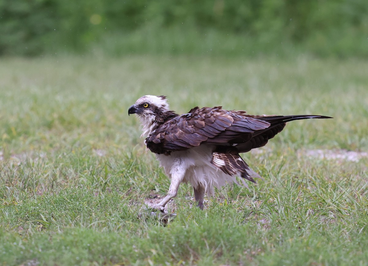 Osprey - ML637690359