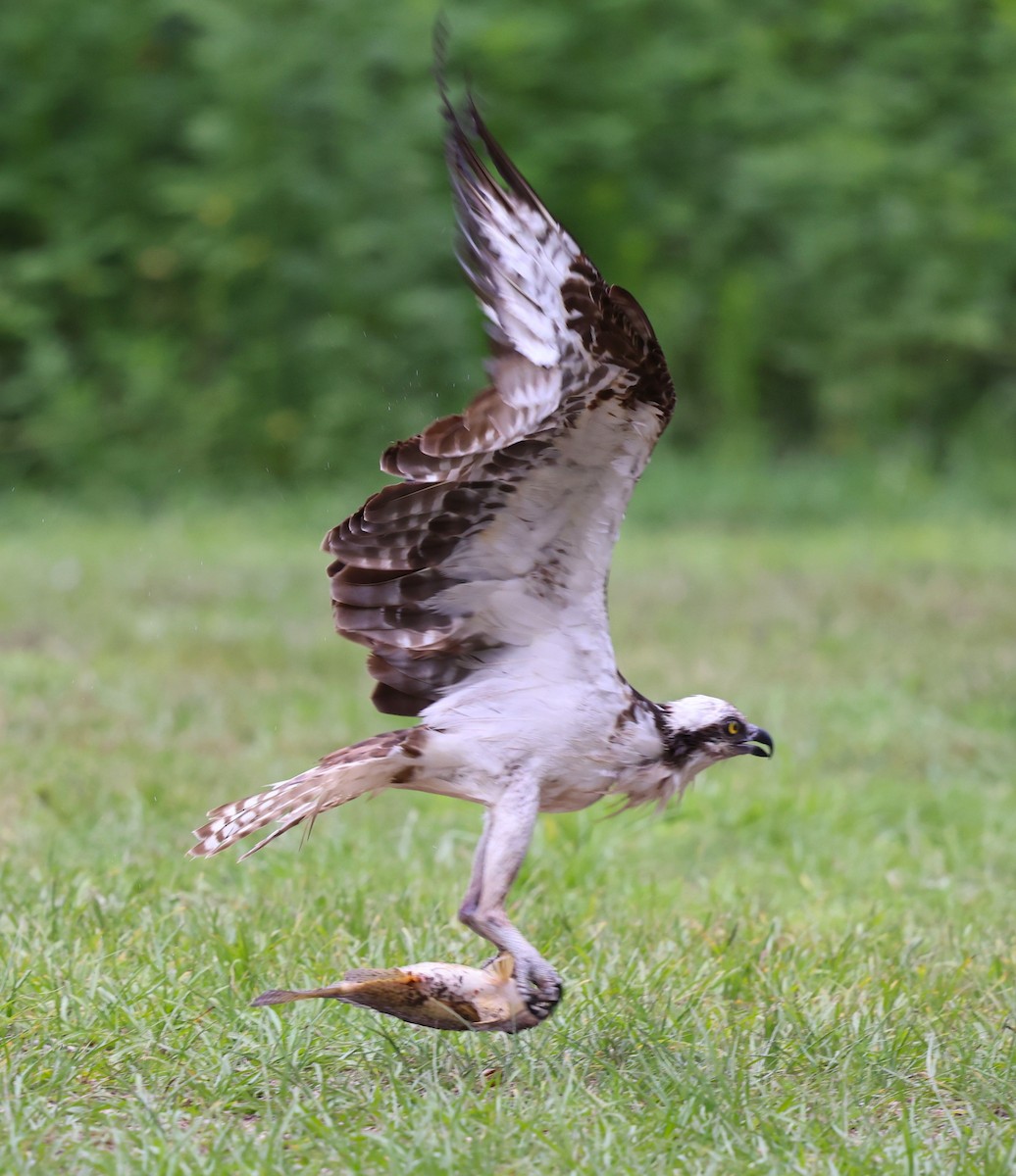 Osprey - ML637690360