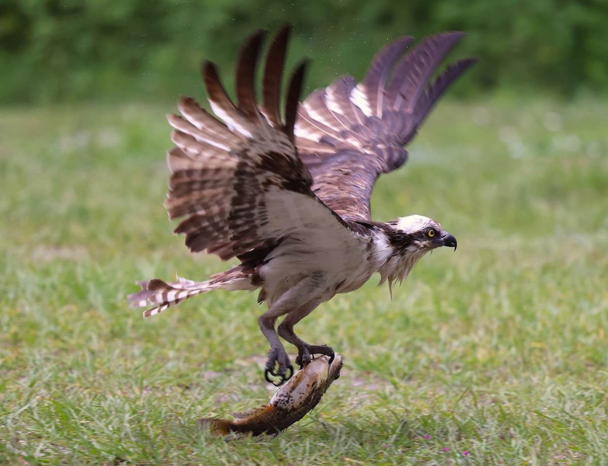 Osprey - ML637690361