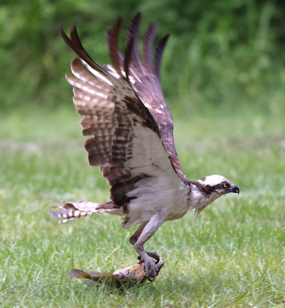 Osprey - ML637690362