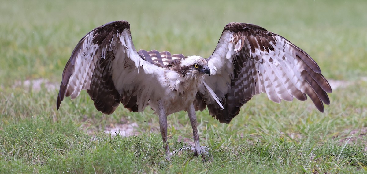 Osprey - ML637690363