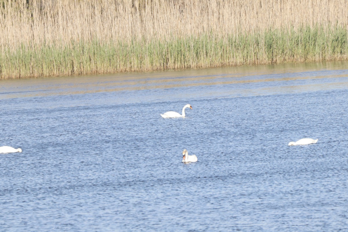 Mute Swan - ML637690364