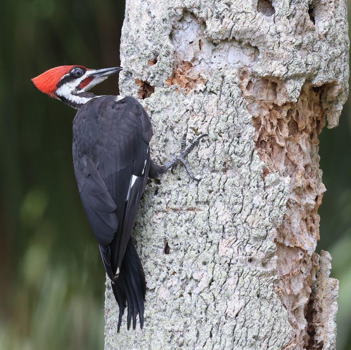 Pileated Woodpecker - ML637690379