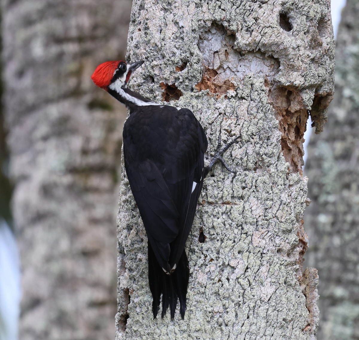 Pileated Woodpecker - ML637690380