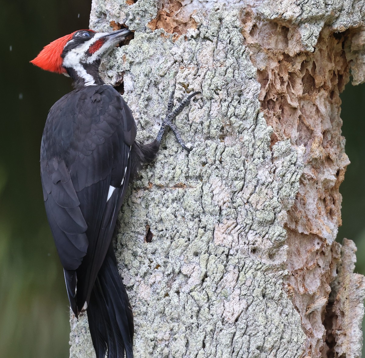 Pileated Woodpecker - ML637690381