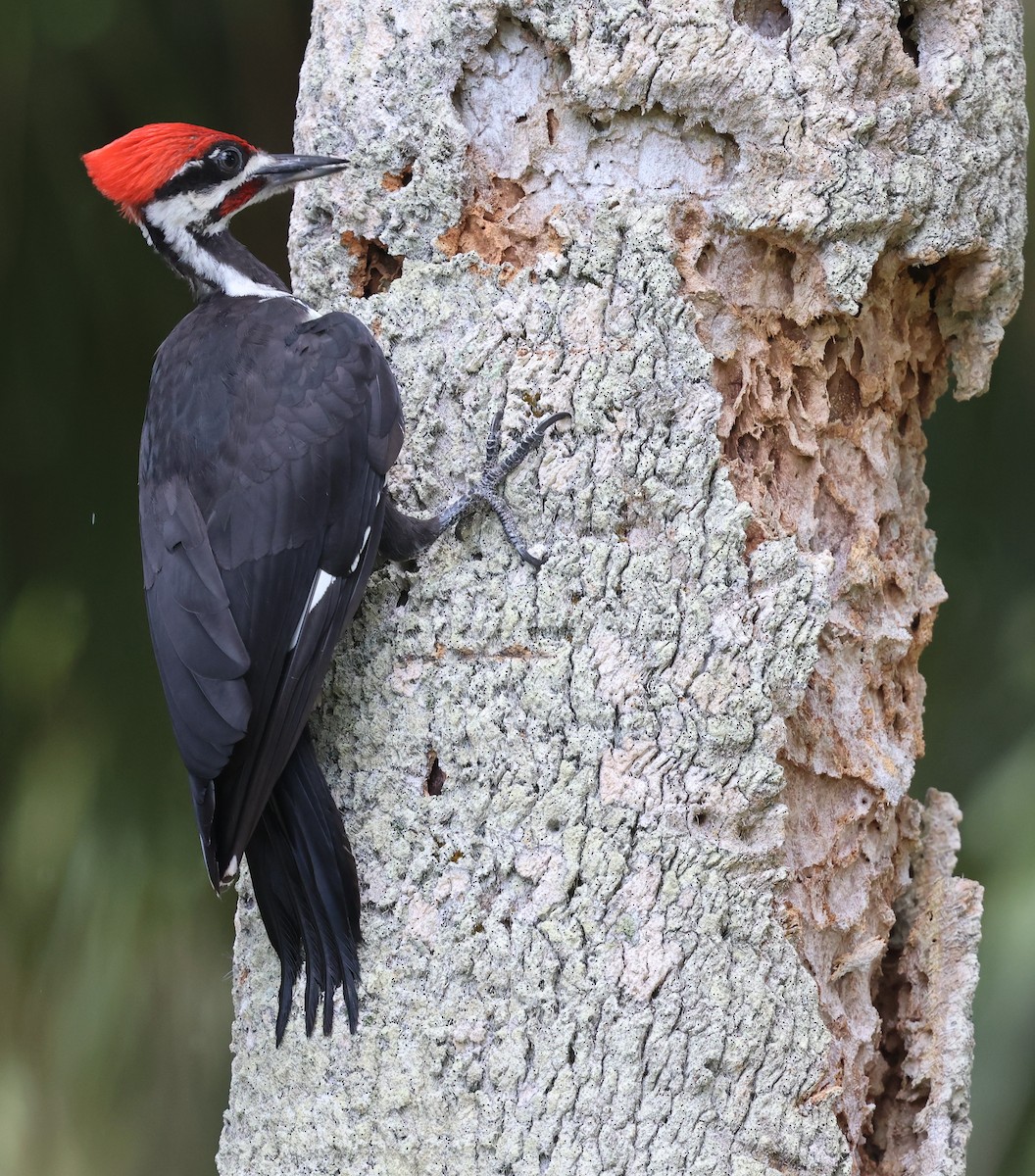 Pileated Woodpecker - ML637690382