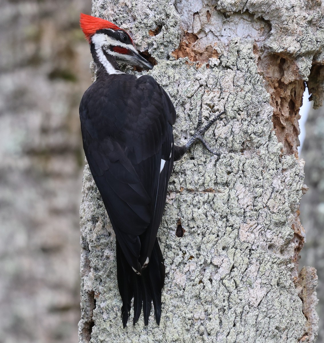 Pileated Woodpecker - ML637690384