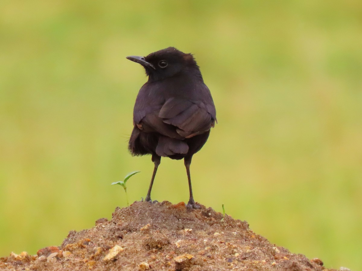 Northern Anteater-Chat - ML637690416