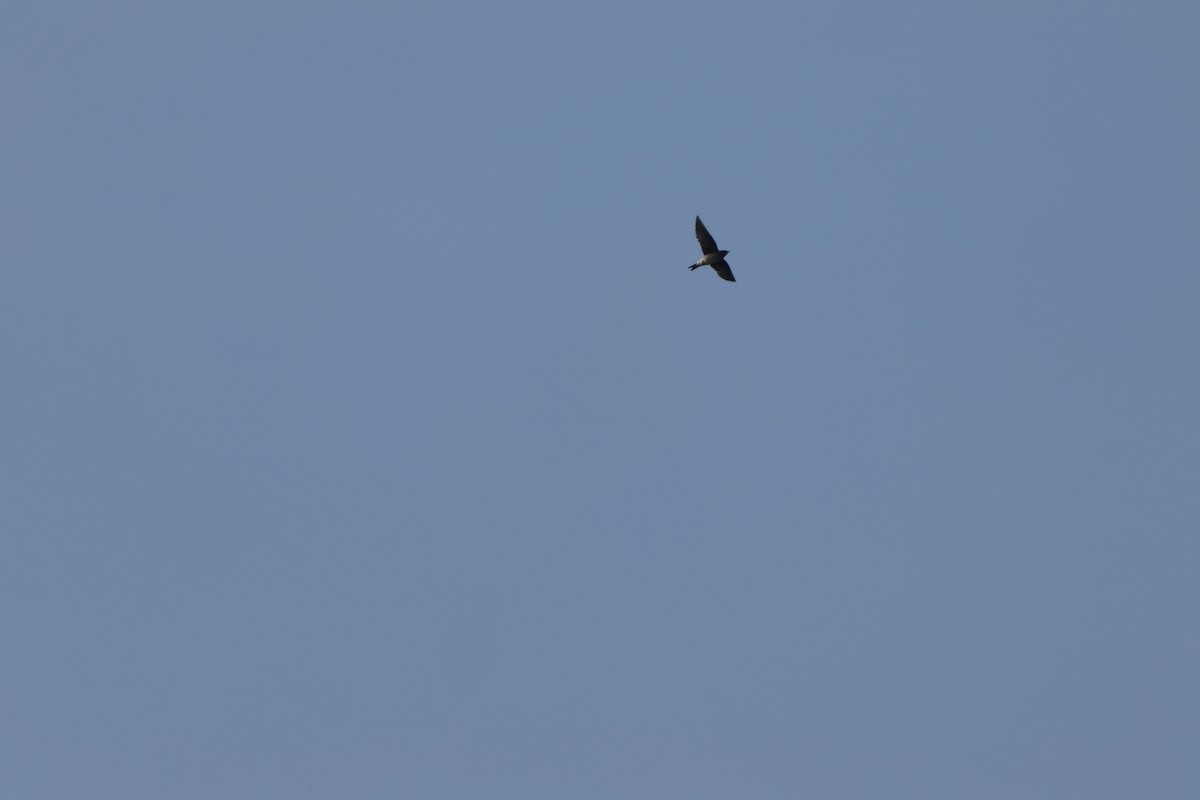 Barn Swallow - ML637690425