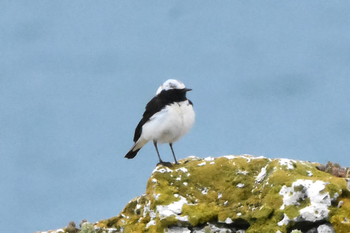 Pied Wheatear - ML637690434