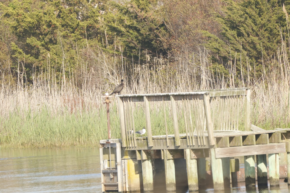 Double-crested Cormorant - ML637690445
