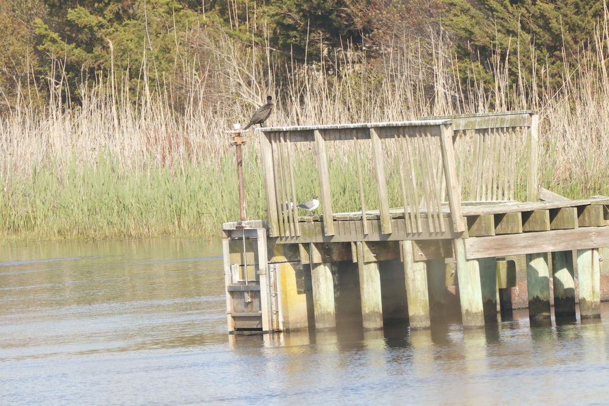 Laughing Gull - ML637690448