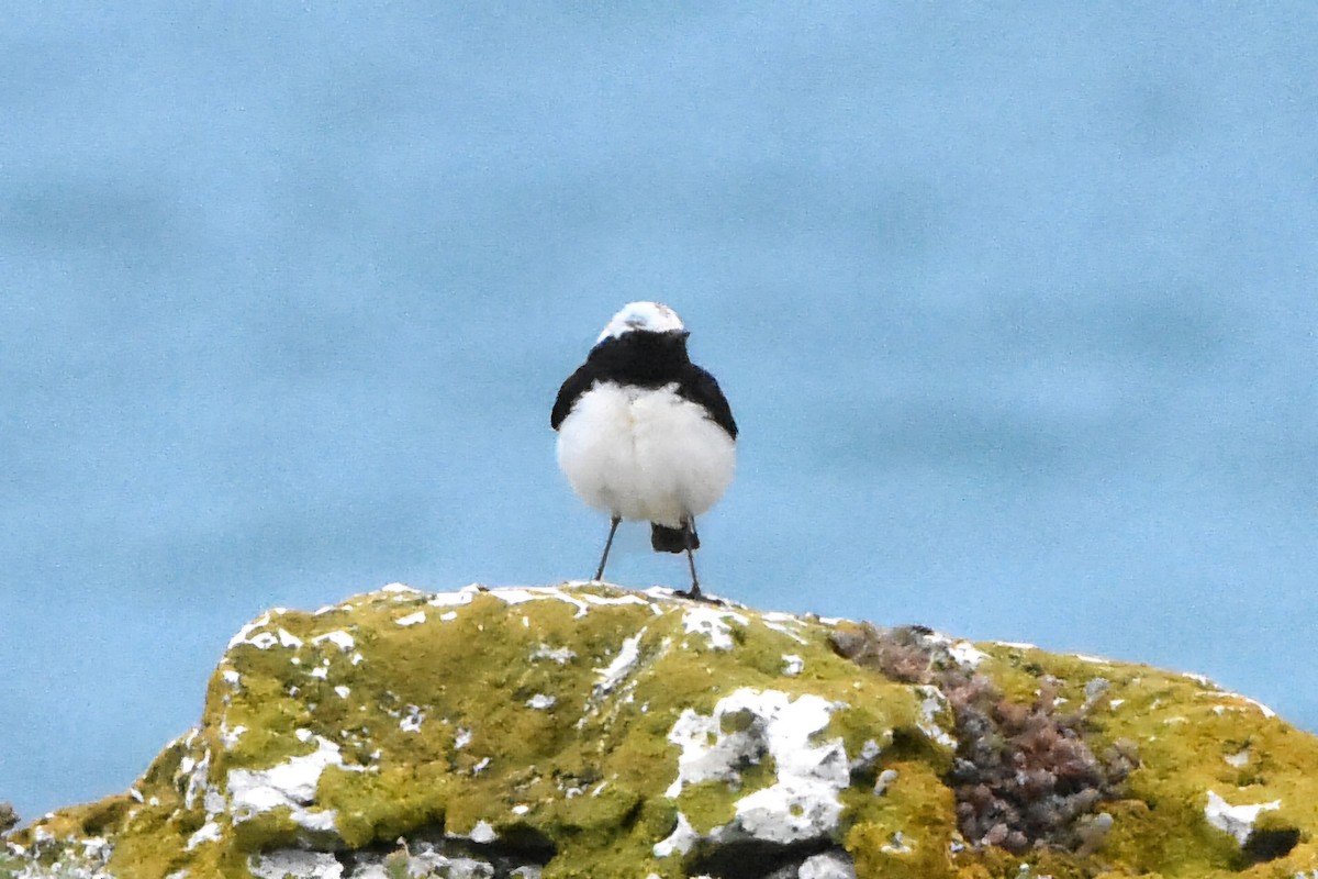 Pied Wheatear - ML637690454