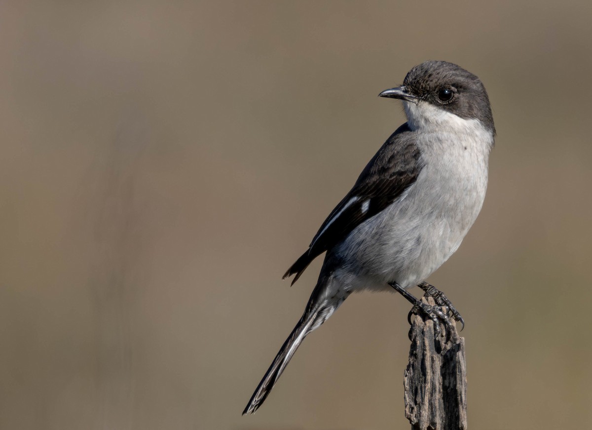 Fiscal Flycatcher - ML637690463