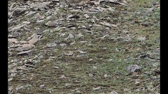 Tibetan Snowcock - ML637690470
