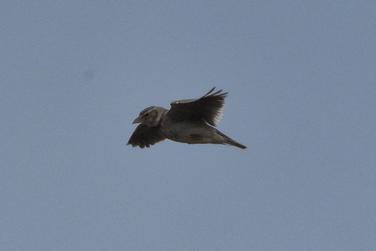 Calandra Lark - ML637690473