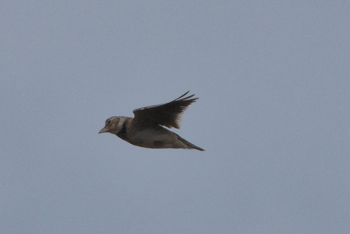 Calandra Lark - ML637690485