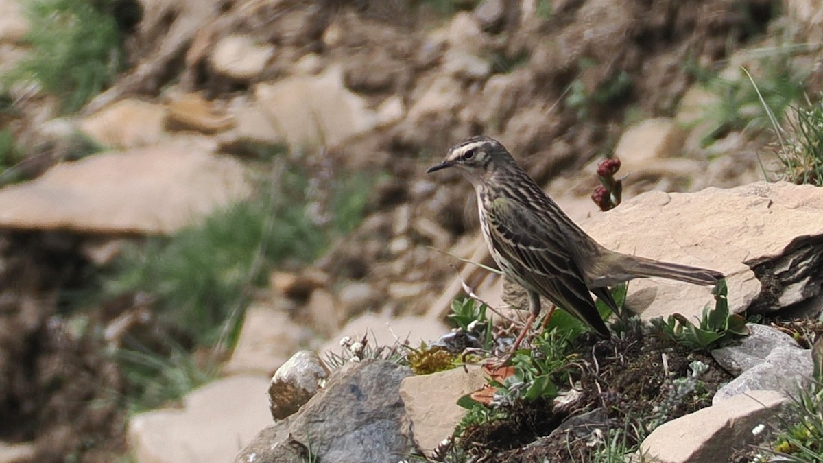 Rosy Pipit - ML637690534