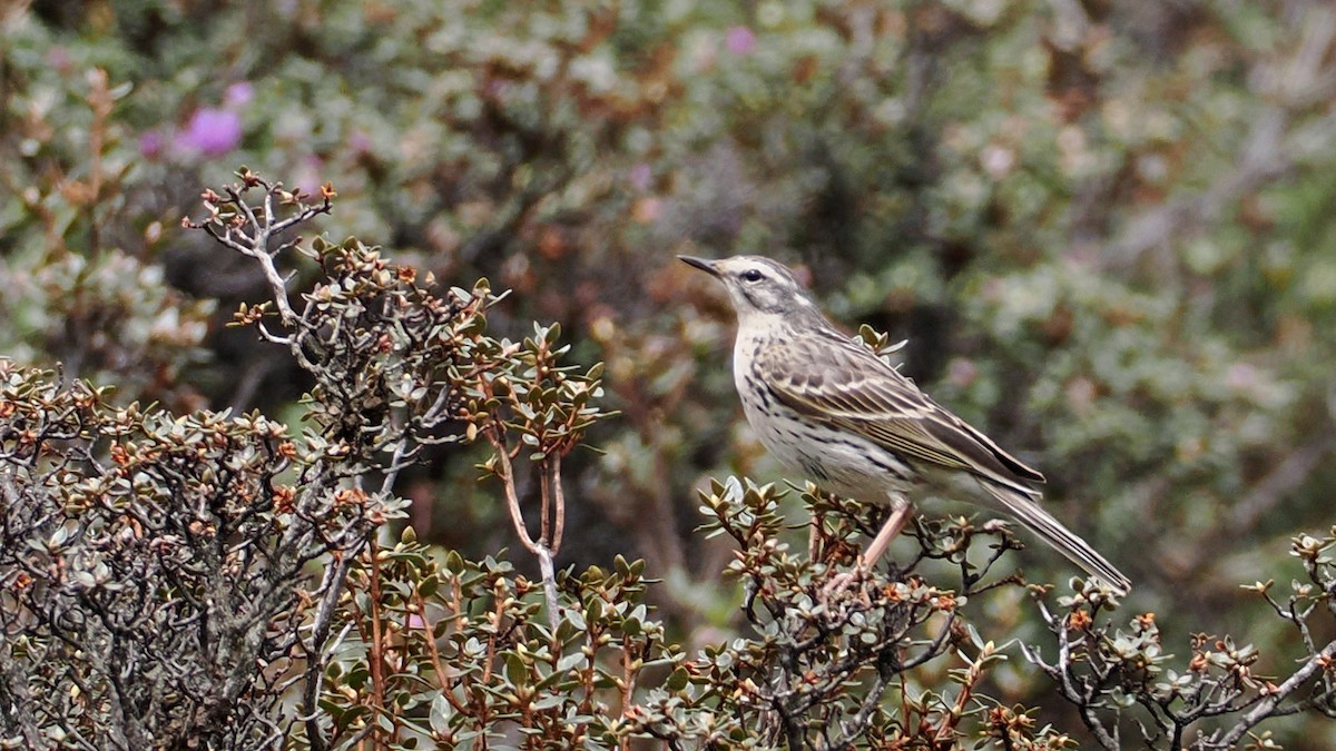 Rosy Pipit - ML637690535