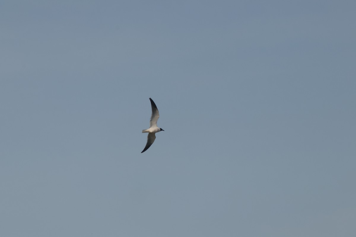 Laughing Gull - ML637690566