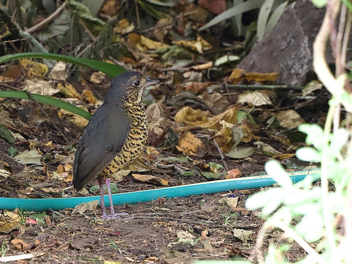 Undulated Antpitta - ML637690569
