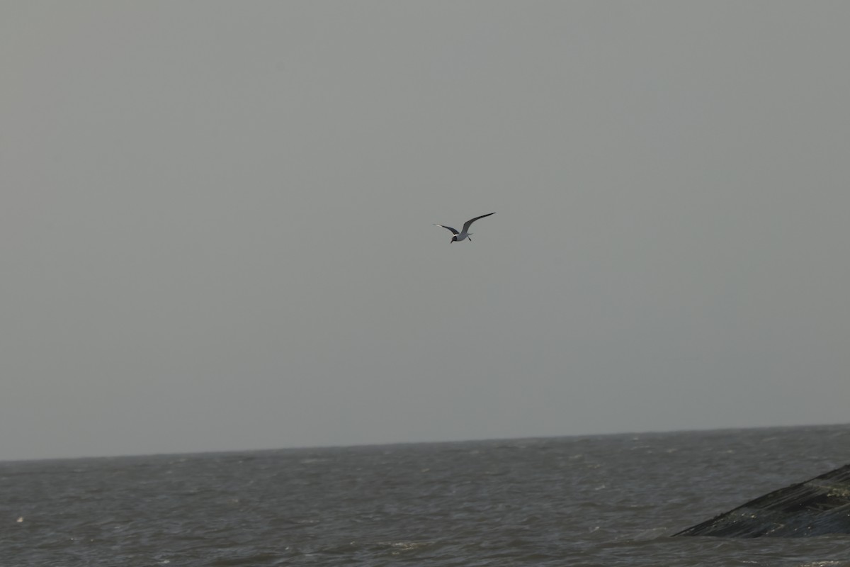 Laughing Gull - ML637690574