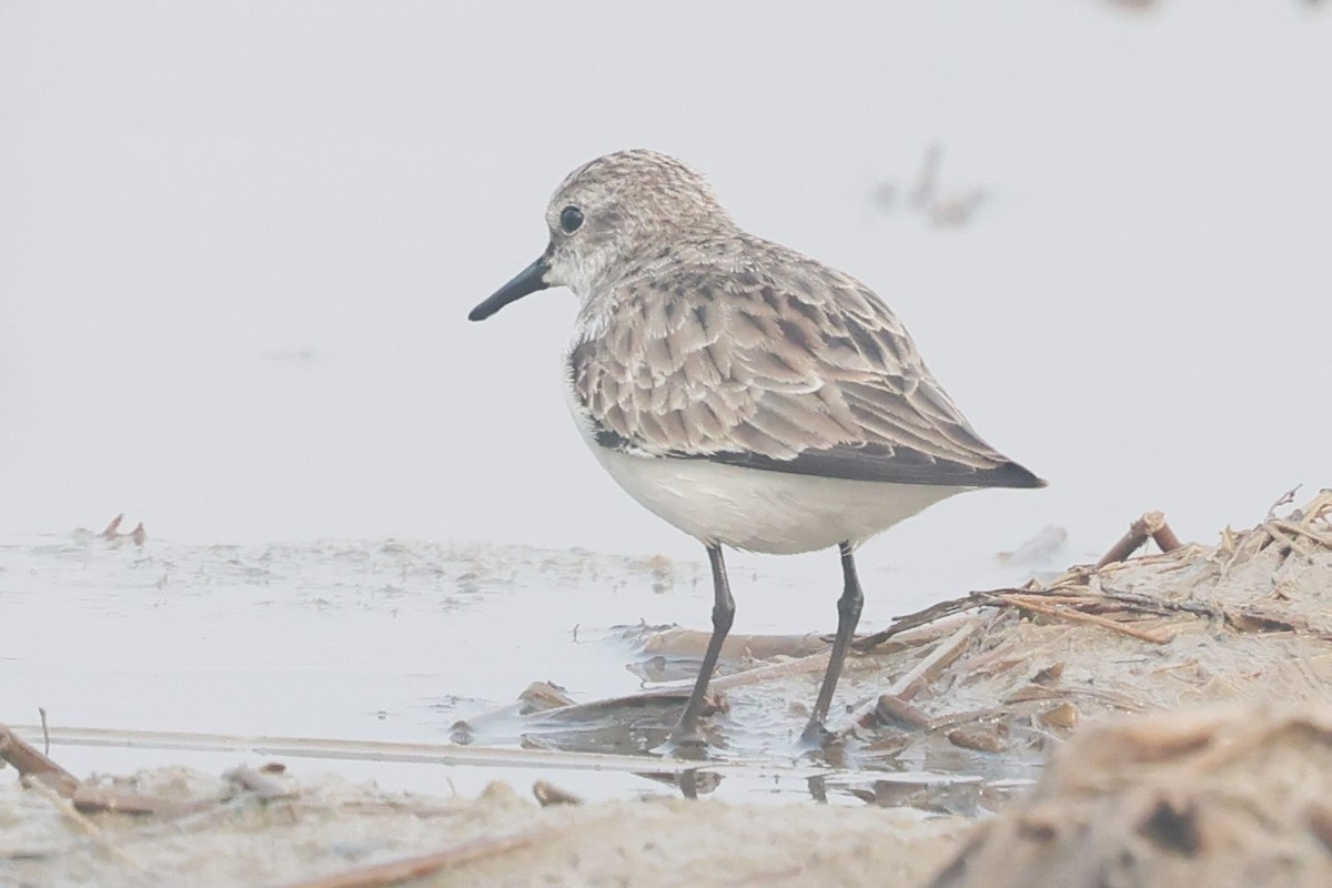 Little Stint - ML637690576