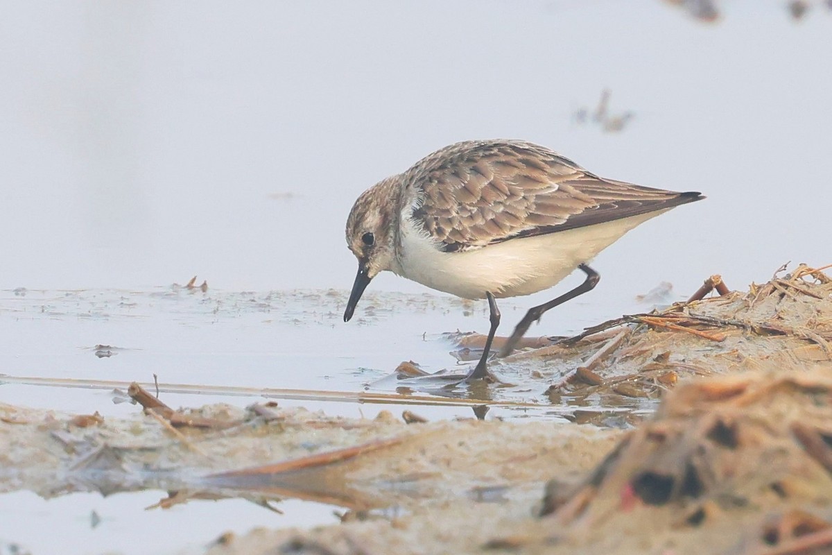 Little Stint - ML637690577