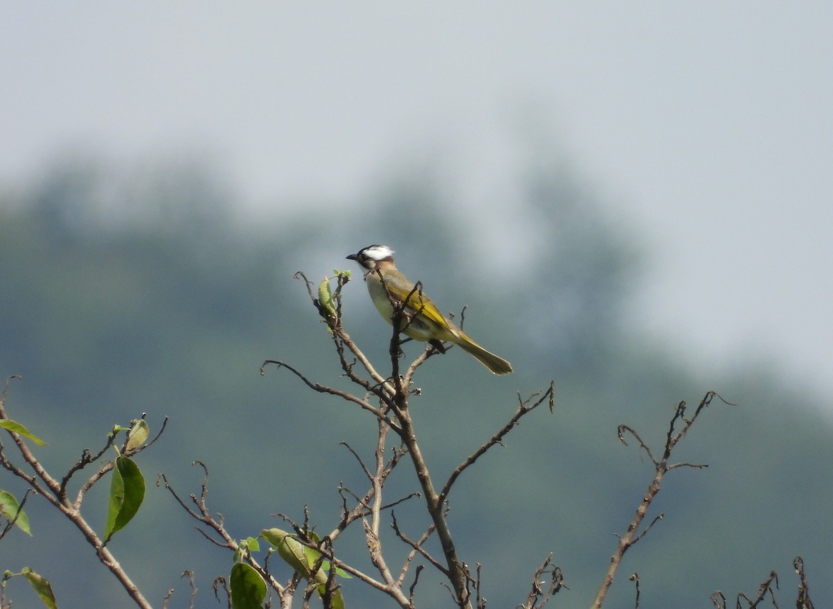 Light-vented Bulbul - ML637690579