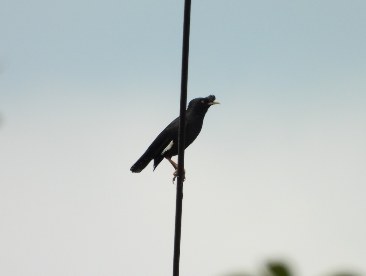 Crested Myna - ML637690585