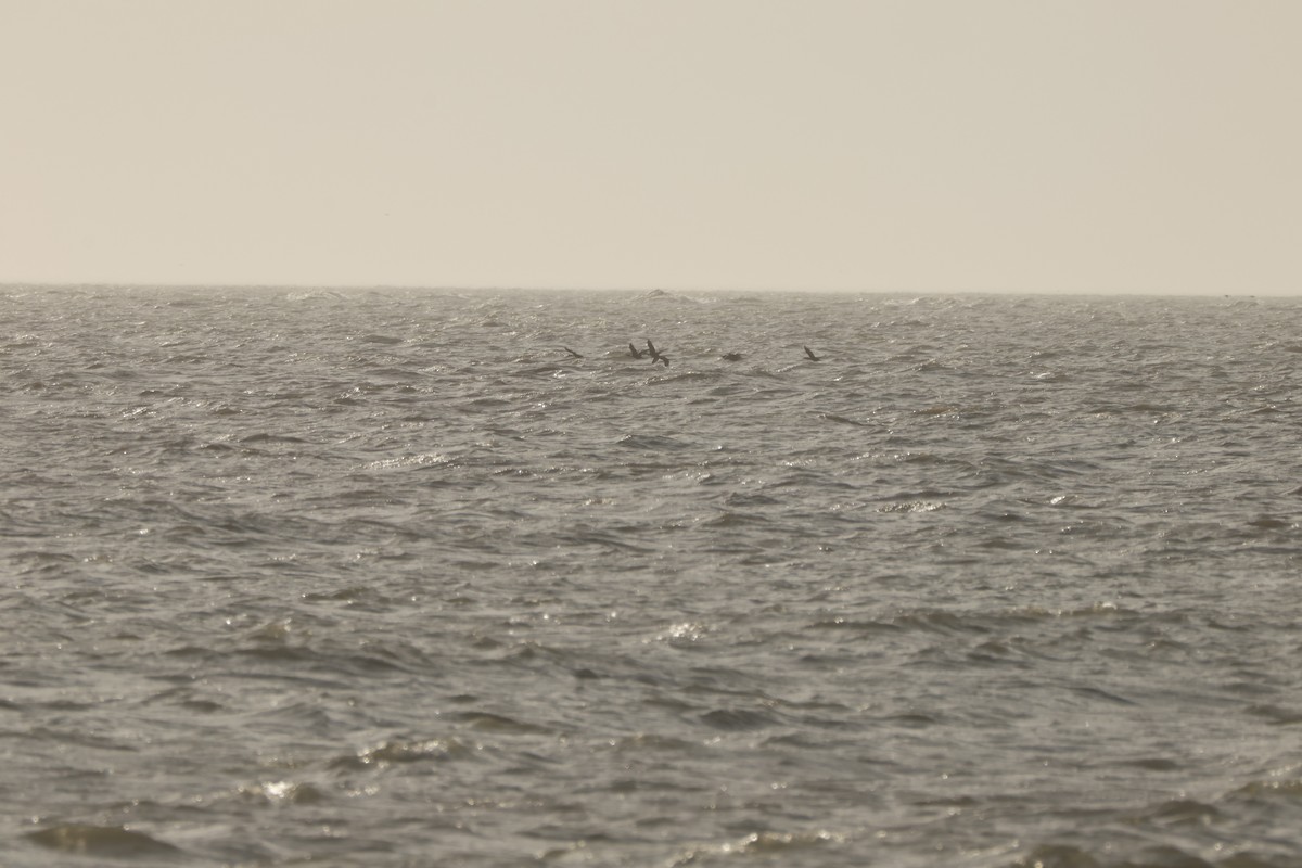 Double-crested Cormorant - ML637690586