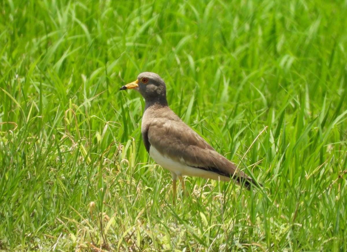 Gray-headed Lapwing - ML637690593