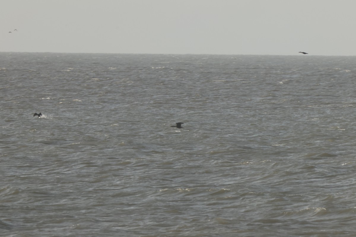Double-crested Cormorant - ML637690598