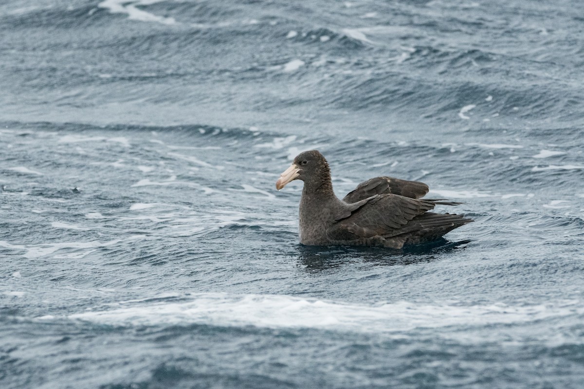 Northern Giant-Petrel - ML637690644