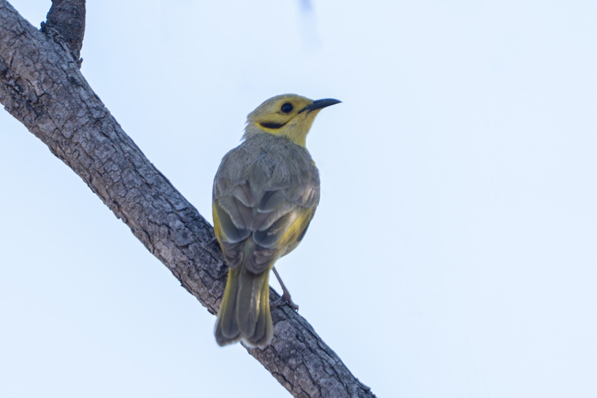 Yellow-tinted Honeyeater - ML637690646