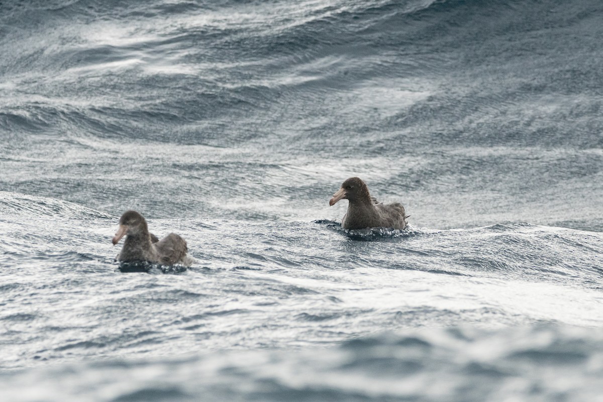Northern Giant-Petrel - ML637690649